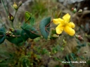 Hypericum connatum