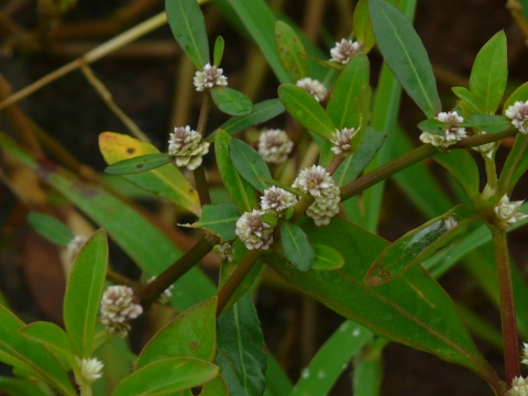 Alternanthera sessilis