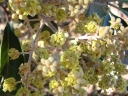 Schefflera macrocarpa