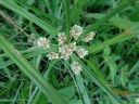 Cyperus luzulae