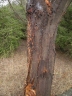 Acacia mearnsii