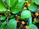 Ficus melinocarpa