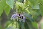 Passiflora platyloba