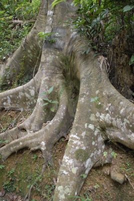 Ficus nervosa