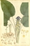 Curcuma petiolata