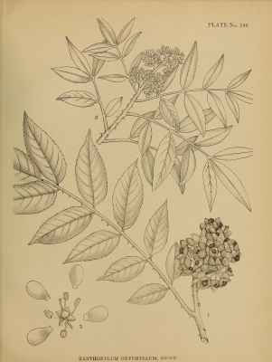 Zanthoxylum oxyphyllum