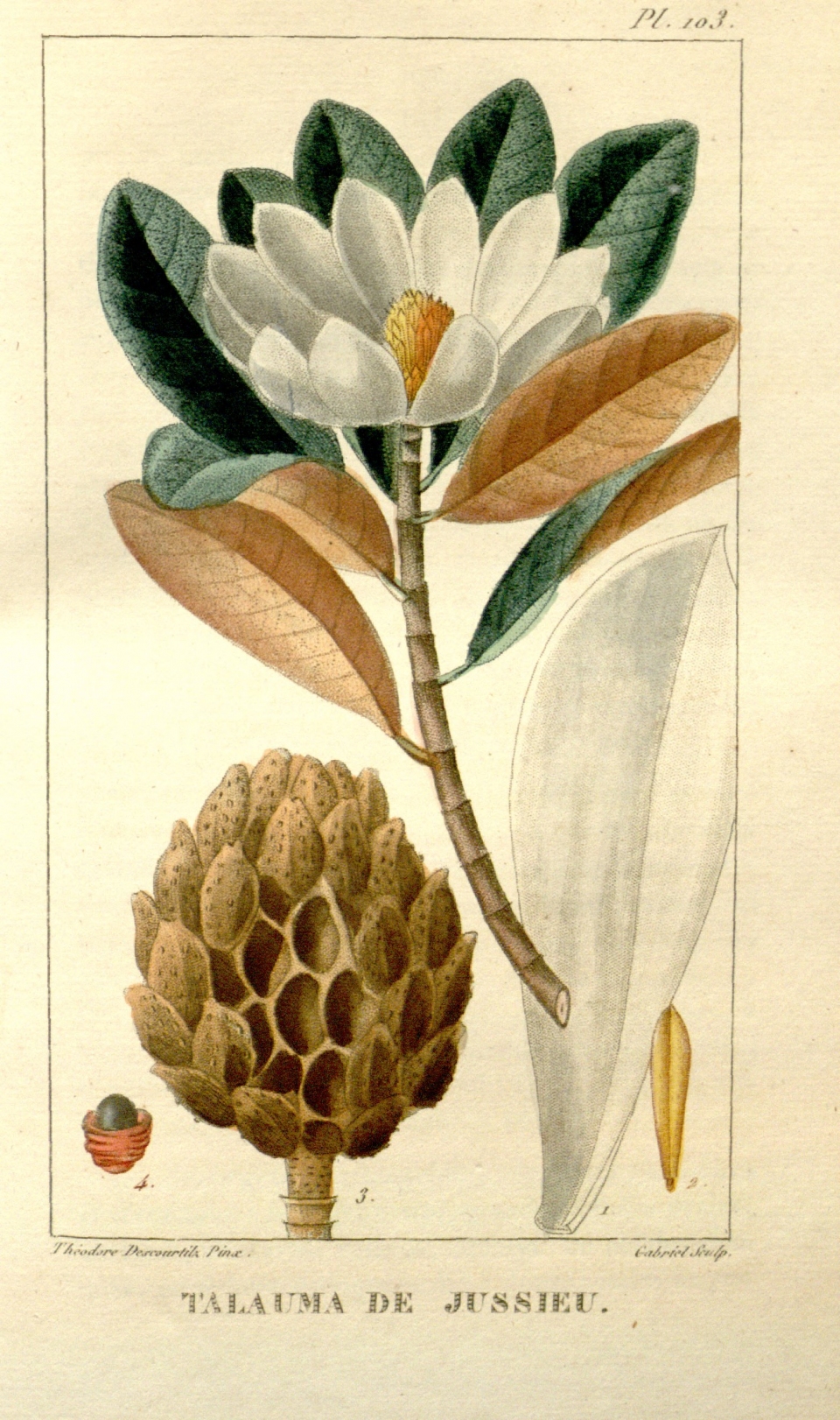 Magnolia dodecapetala