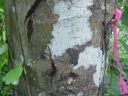 Calophyllum papuanum