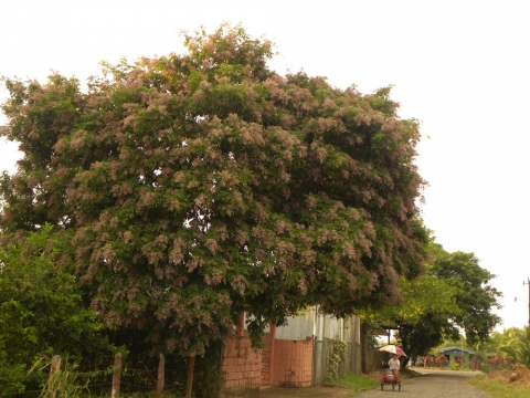 Andira inermis