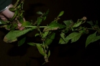 Struchium sparganophorum