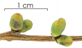 Phthirusa pyrifolia