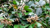 Calyptranthes clusiifolia