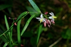 Geitonoplesium cymosum