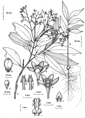 Cinnamomum laubatii