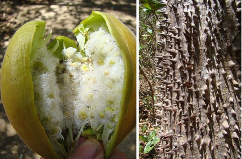 Bombacopsis quinata