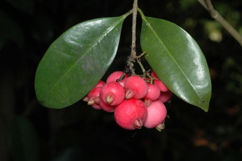 Syzygium fibrosum , small apple satinash