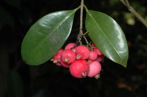 Syzygium fibrosum