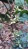 Lepisanthes tetraphylla