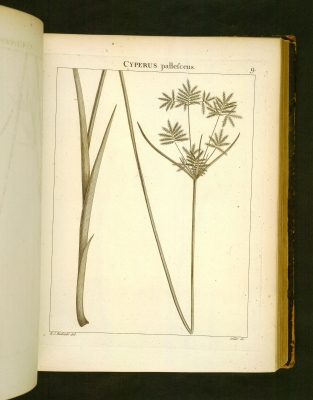 Cyperus corymbosus