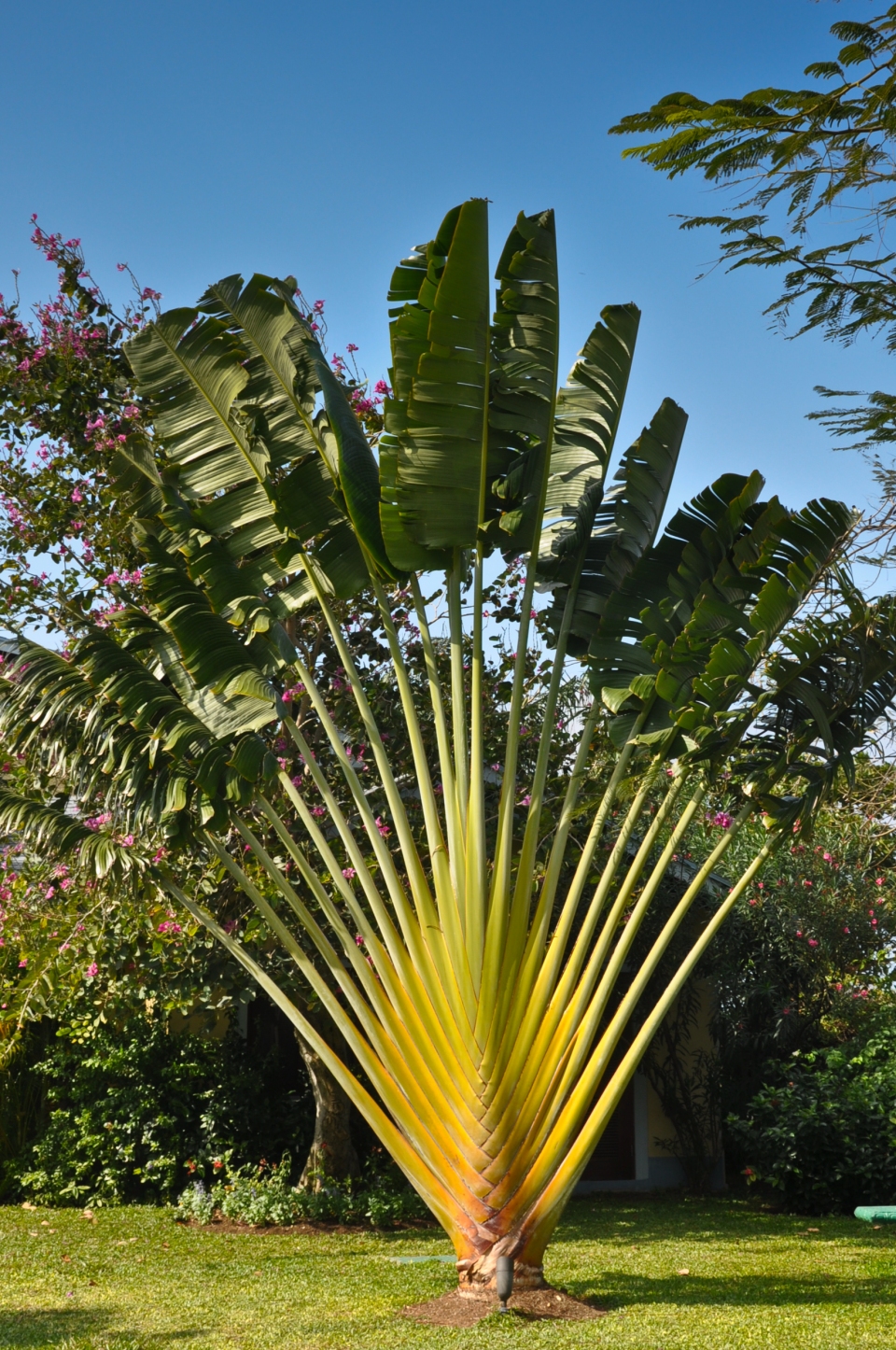 Ravenala madagascariensis