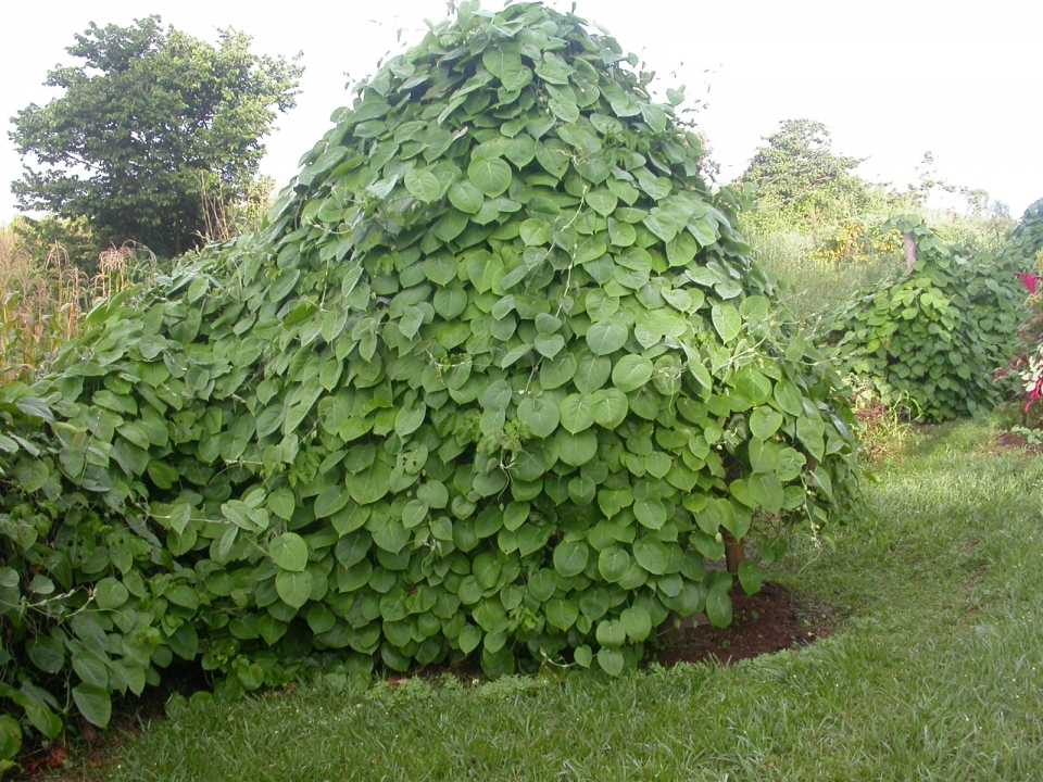 Passiflora ligularis