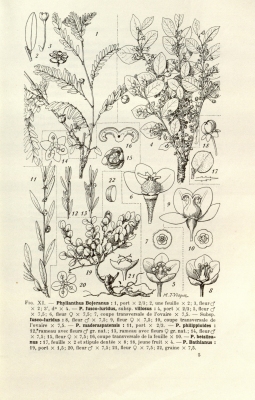 Phyllanthus bojerianus