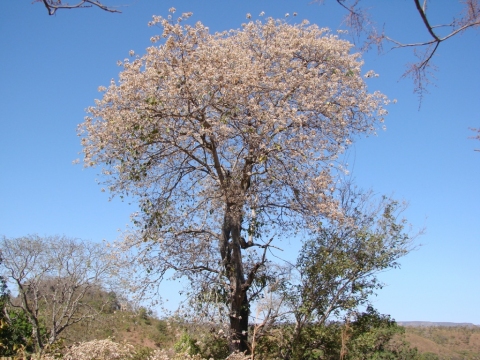 Cordia glabrata