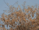 Dalbergia lanceolaria