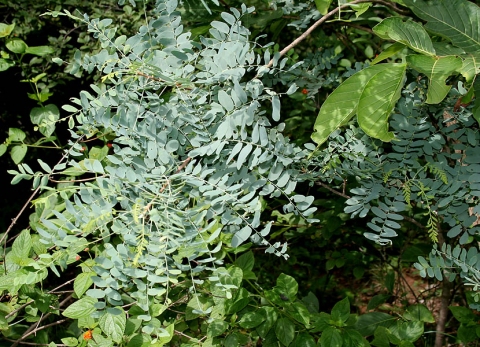 Chloroxylon swietenia