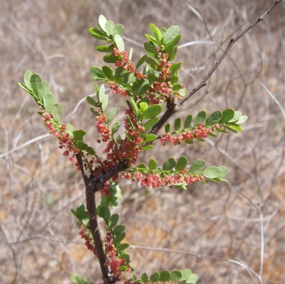 Phyllanthus casticum