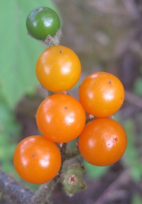Solanum anguivi
