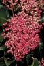 Syzygium buettnerianum