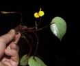 Begonia scutifolia