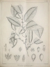 Strombosia ceylanica