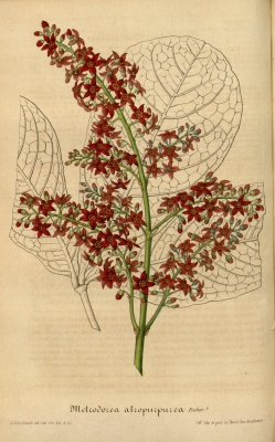 Metrodorea nigra