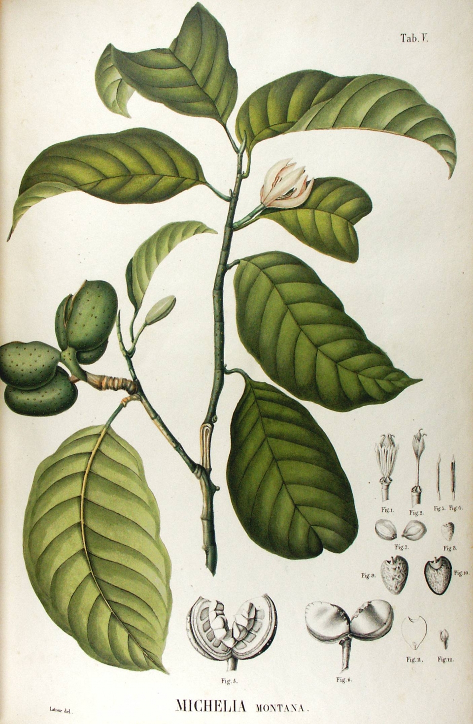 Magnolia montana