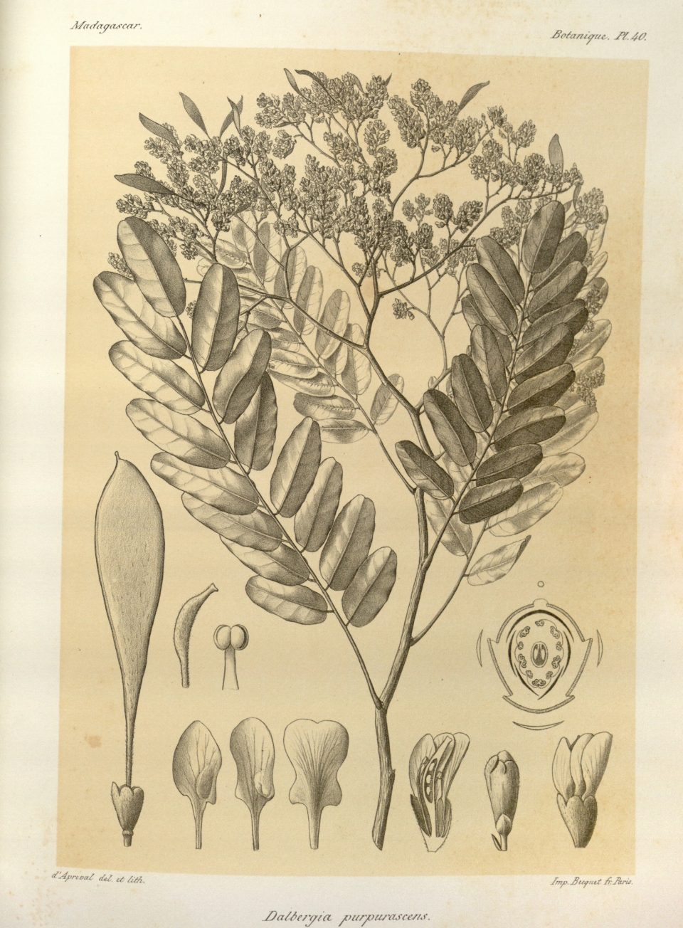 Dalbergia purpurascens
