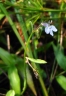 Lobelia fervens