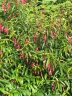 Fuchsia hatschbachii