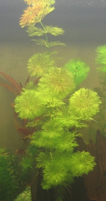 Limnophila sessiliflora