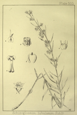Aspidoglossum biflorum