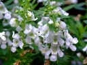 Angelonia salicariifolia