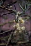 Acacia victoriae