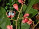 Matayba guianensis