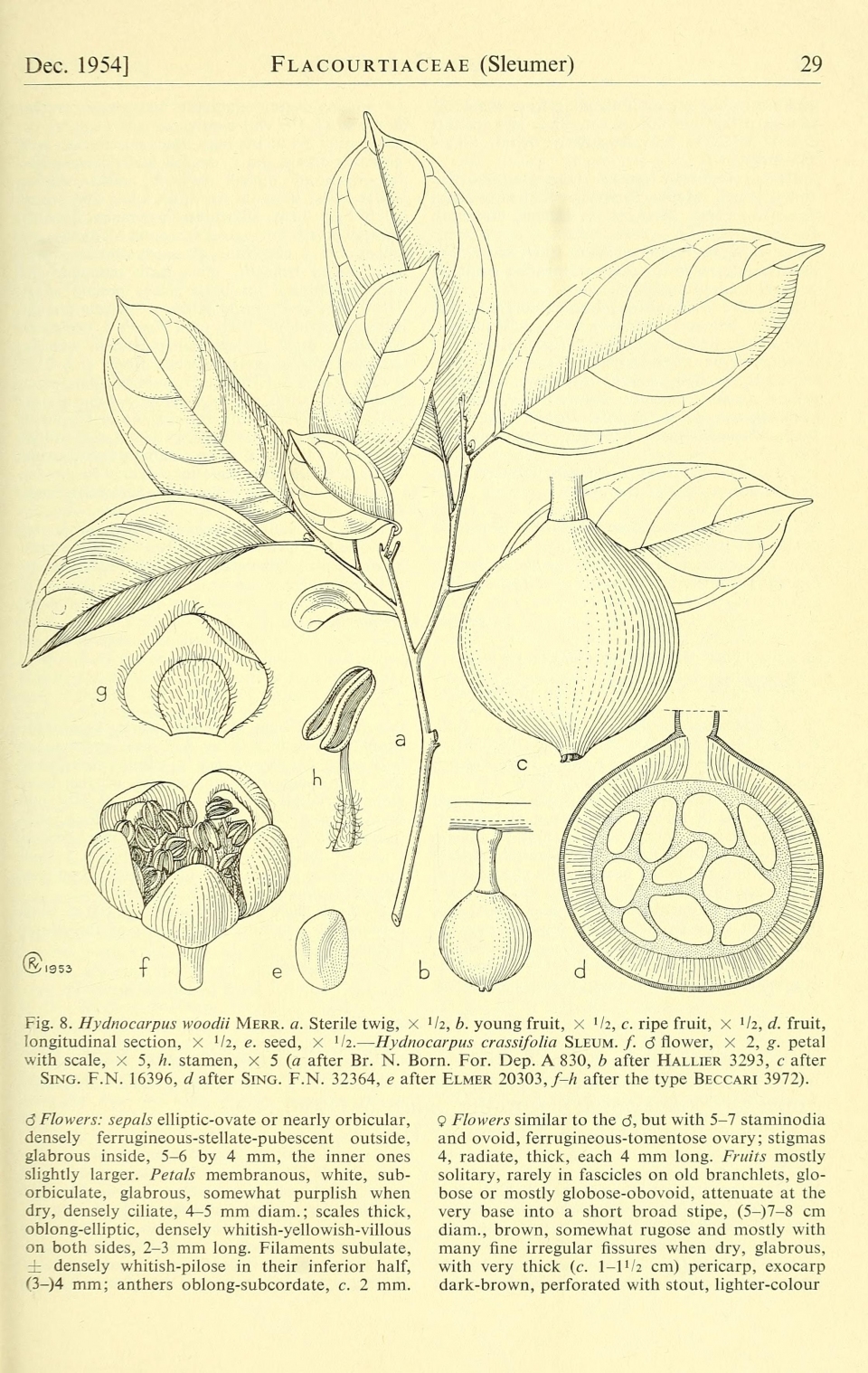 Hydnocarpus woodii