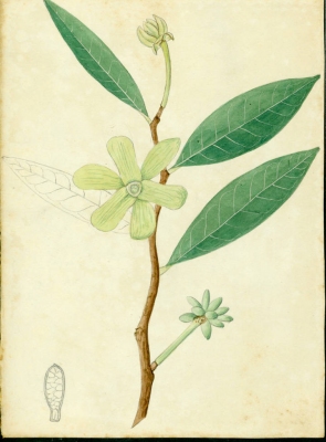 Guatteria caribaea