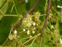 Prunus africana