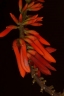Erythrina senegalensis