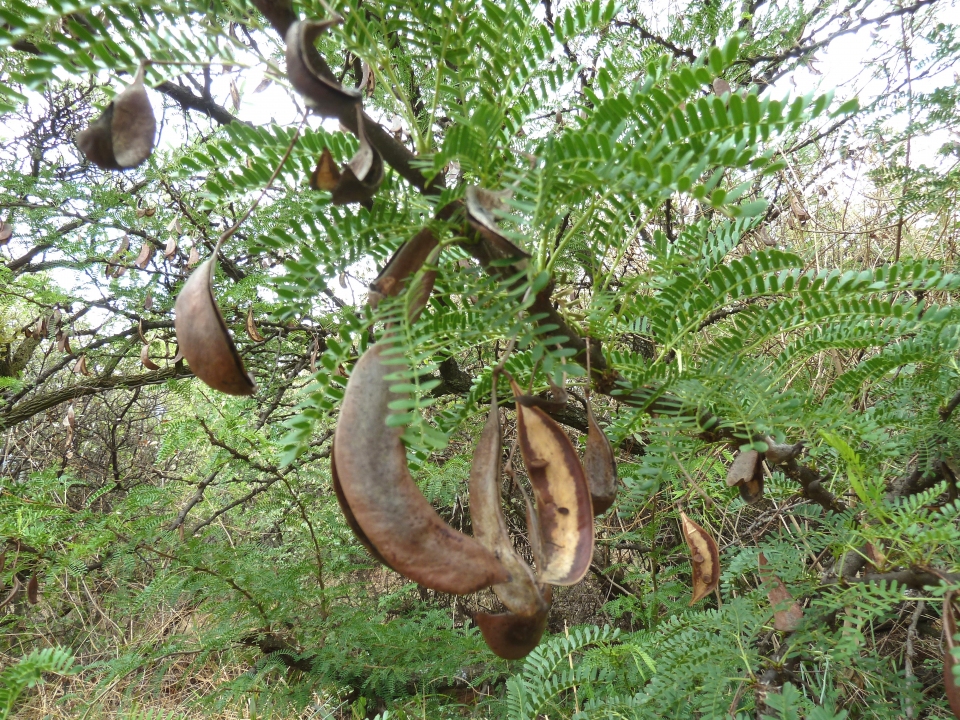 Acacia robusta