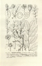 Phyllanthus seyrigii